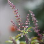 green and red plant in tilt shift lens