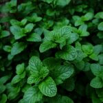 a close up of a plant with green leaves