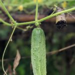 a cucumber growing on a vine in a garden