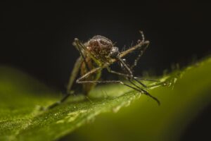Detailed macro shot of a mosquito perched on a leaf; nature's intricate design.